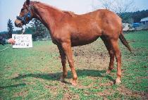 ������ (SAEDUNGJI) ����