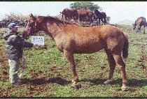 �ڶ��� (JARANGCHAN) ����