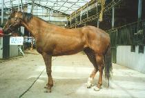 �ִ���� (CHOEDAEGOSU) ����