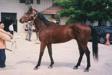 �Ÿ����� ����