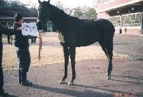 ����� (DAEYANGJU) ����