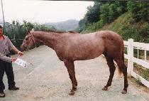 �ǹ����� (SILVEREX) ����