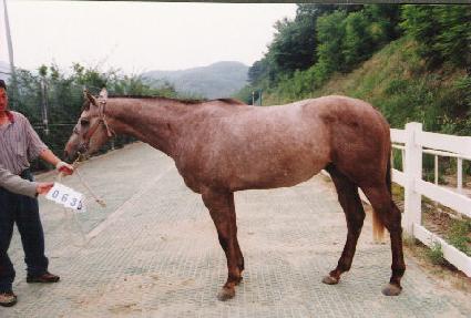 �ǹ����� ����