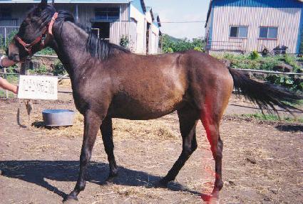 �Ŵ��� ����