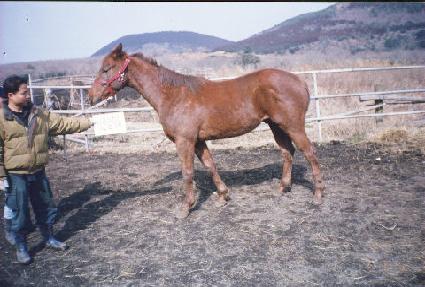 ������ ����