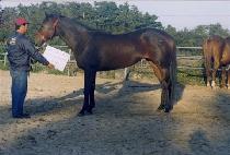 ULTRA DANCER picture