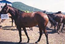 �ƶ���� (ARA ORA) ����