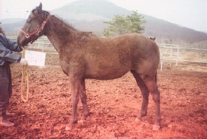 ������ ����