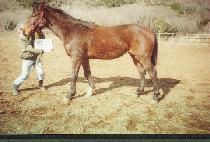 �ʹ߽� (CHOBALSIM) ����