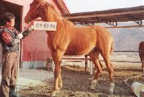 �����Ʈ (BIG LIGHT) ����