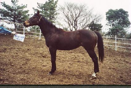 ����� ����