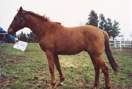 ��Ÿ�� ����