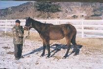 ������ (JONGYUDEUNG) ����