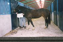 �ظ��� (HAEMAJI) ����