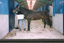 ��ΰź� (BAEKDU GEOBONG) ����