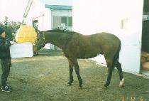 ��Ʈ�� (HIT MAN) ����