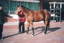 Ŵ������ (KIM��S JUNGLE) ����