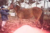 �պ� (WANGBONG) ����