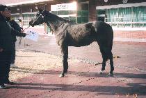 ������� (GILLAJABI) ����