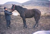 �浹ǳ (HEUKDOLPUNG) ����