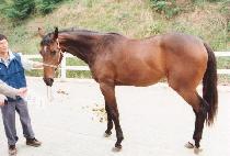 ���ǵ�� (SPEED ONE) ����