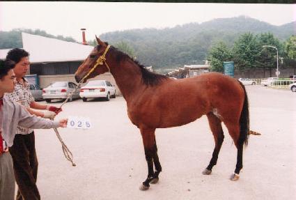 ������ ����