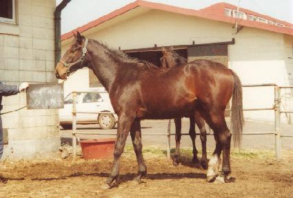 �����ǰ��� ����