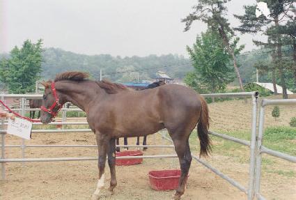 �����Ǹ��� ����