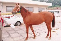 �ö�� (PLASMA) ����