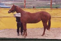 ������ (GALMADANG) ����