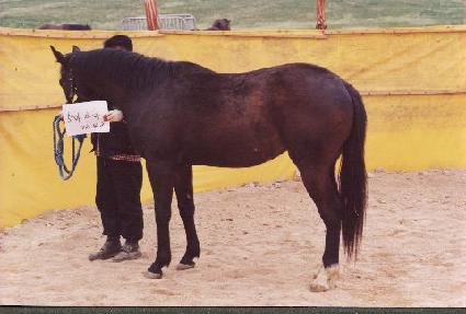 ��� ����