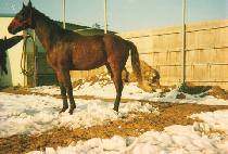 ���� (MAJON) ����