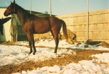 ���� ����