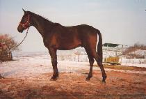 ��Ÿ���� (STAR WORLD) ����