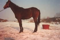 Ȳ�ݿ��� (HWANGGEUM YEOSIN) ����