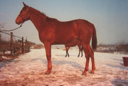 ��ȭ�� ����