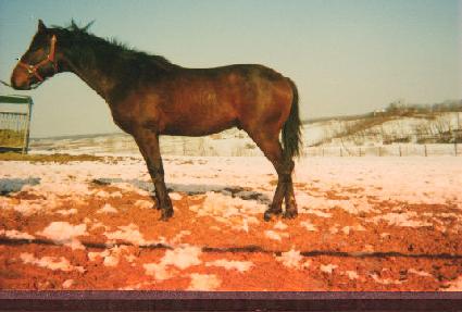 ����� ����