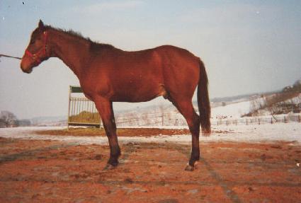 �������� ����