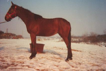 ������� ����