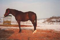 ������� (YONGMAENG JEONGJIN) ����