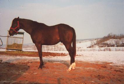 ������� ����