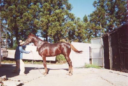 ���Ư�� ����