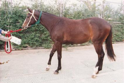 ������ ����