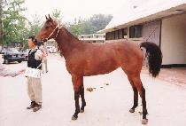 ����� (MAMDAERO) ����