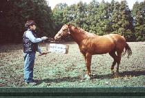 ����ī (STUKA) ����