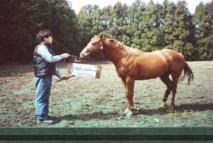 ����ī ����