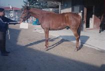 ��⳪ (HYANGGINA) ����