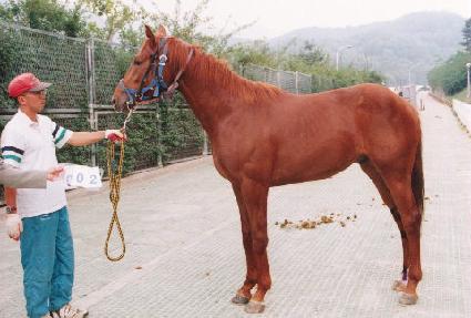 ����� ����