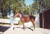 ������� (HIMANG BIHAENG) ����