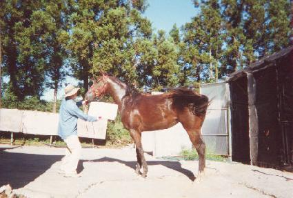 ������� ����